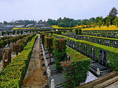 凤凰陵园规整墓区全景